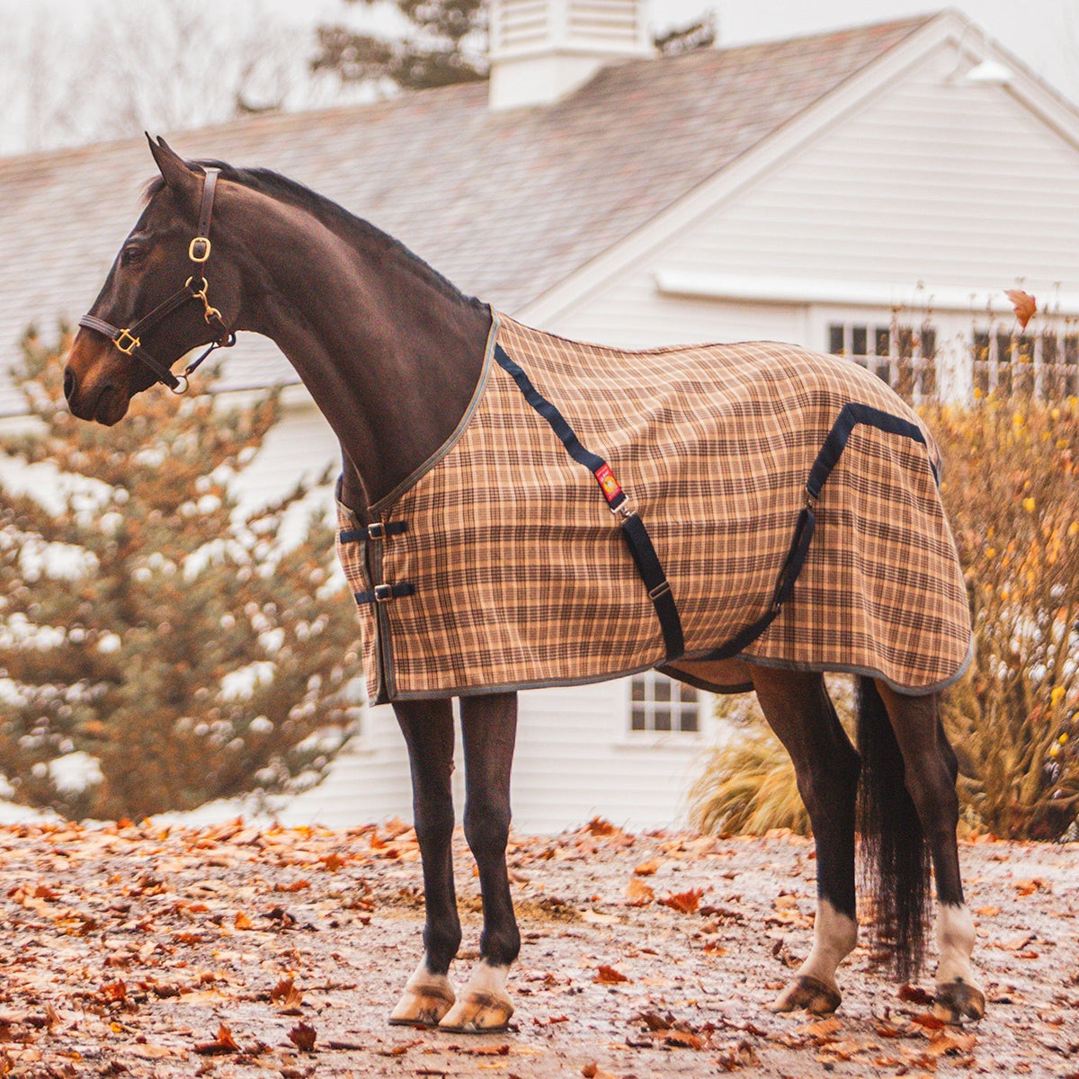 Stable Blanket