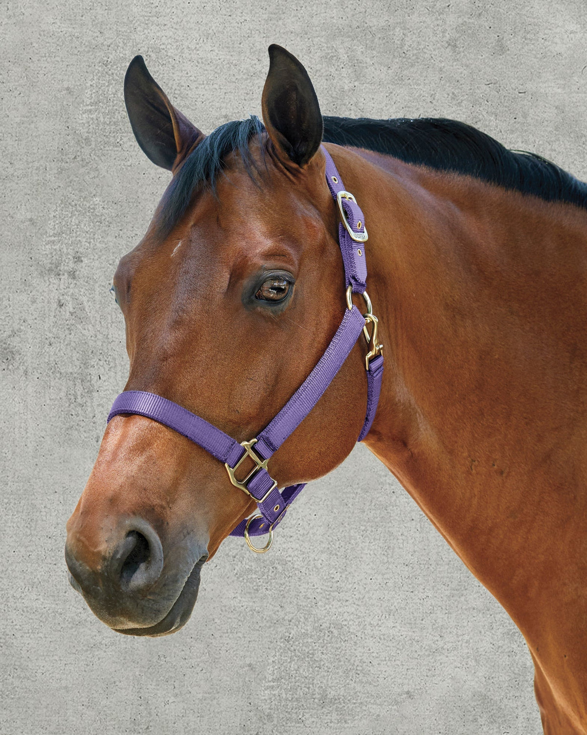 Heavy Nylon Halter