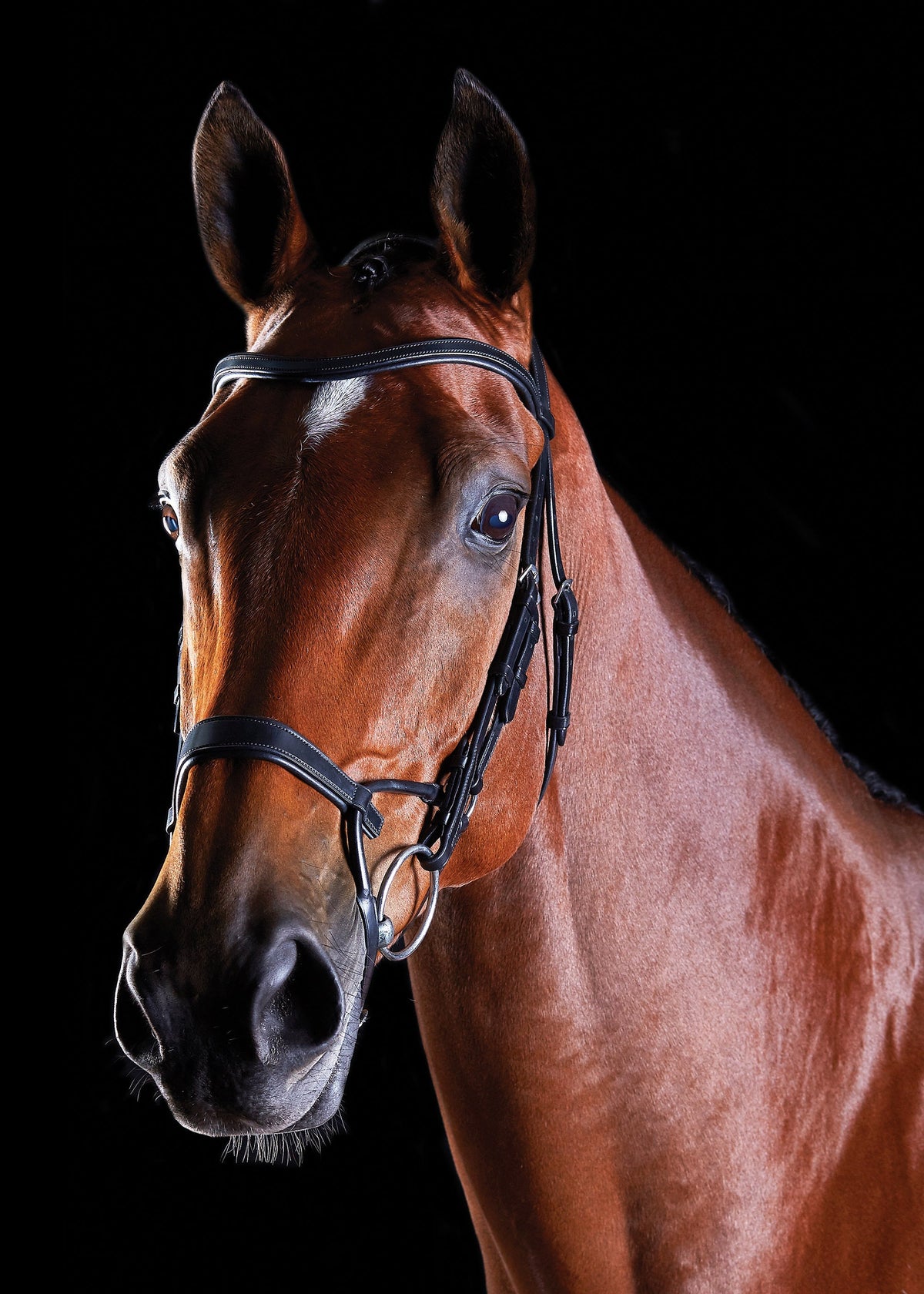 Training Bridle
