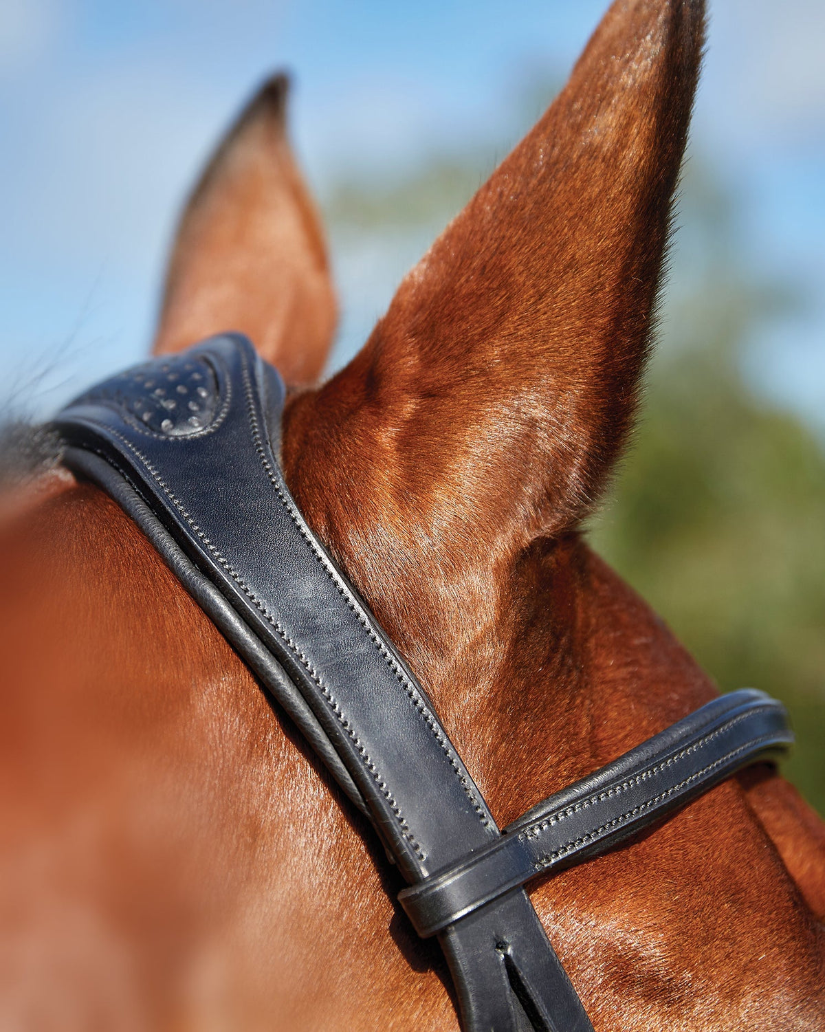 Training Bridle